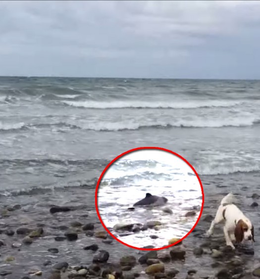 Cane salva un cucciolo di delfino spiaggiato