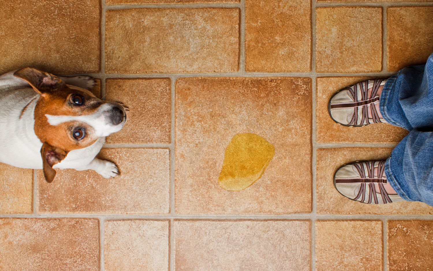 come educare un cane a fare la pipi