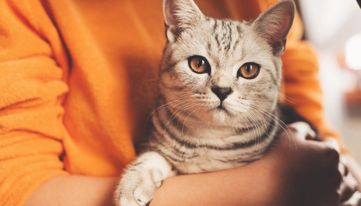 10 consigli per scegliere un buon “Cat Sitter”