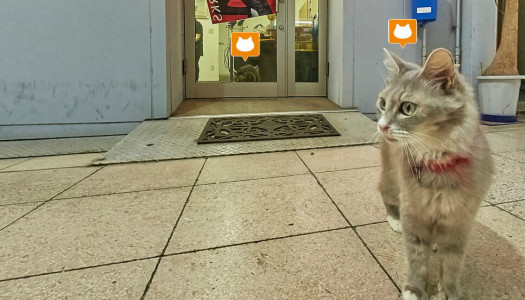 Dal Giappone arriva la Street View per gatti