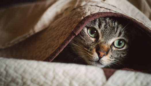 Perché i gatti amano nascondersi?