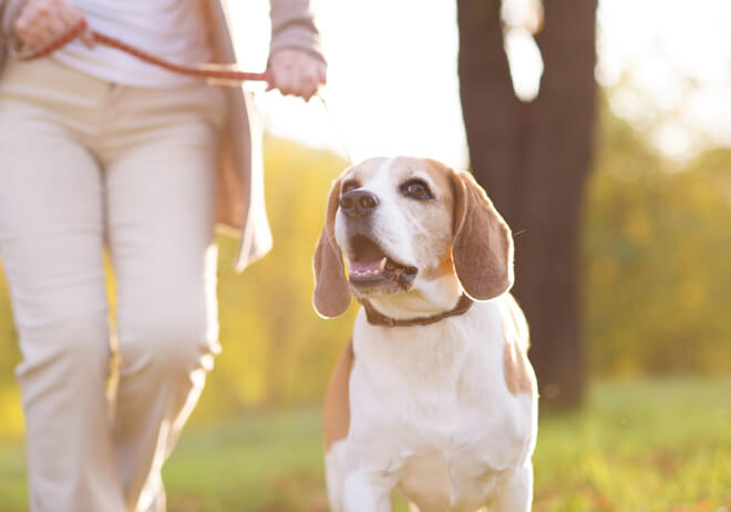 cane obeso attività fisica