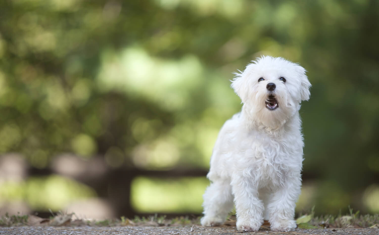 Il linguaggio del cane: guida comprensiva al linguaggio di Fido