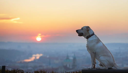 Vacanze con il cane… all’estero!