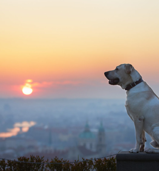 Vacanze con il cane all'estero