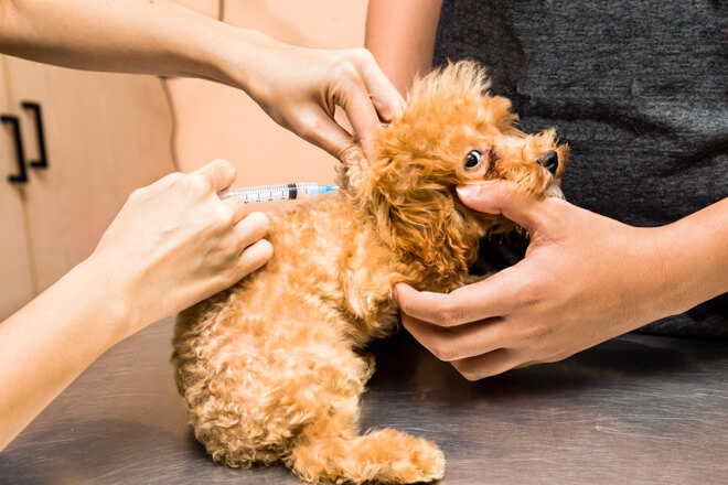 cuccioli di cane le prime cure veterinarie