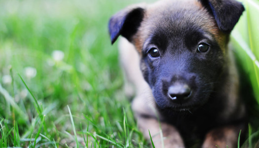 Le fasi di accrescimento dei cuccioli di cane