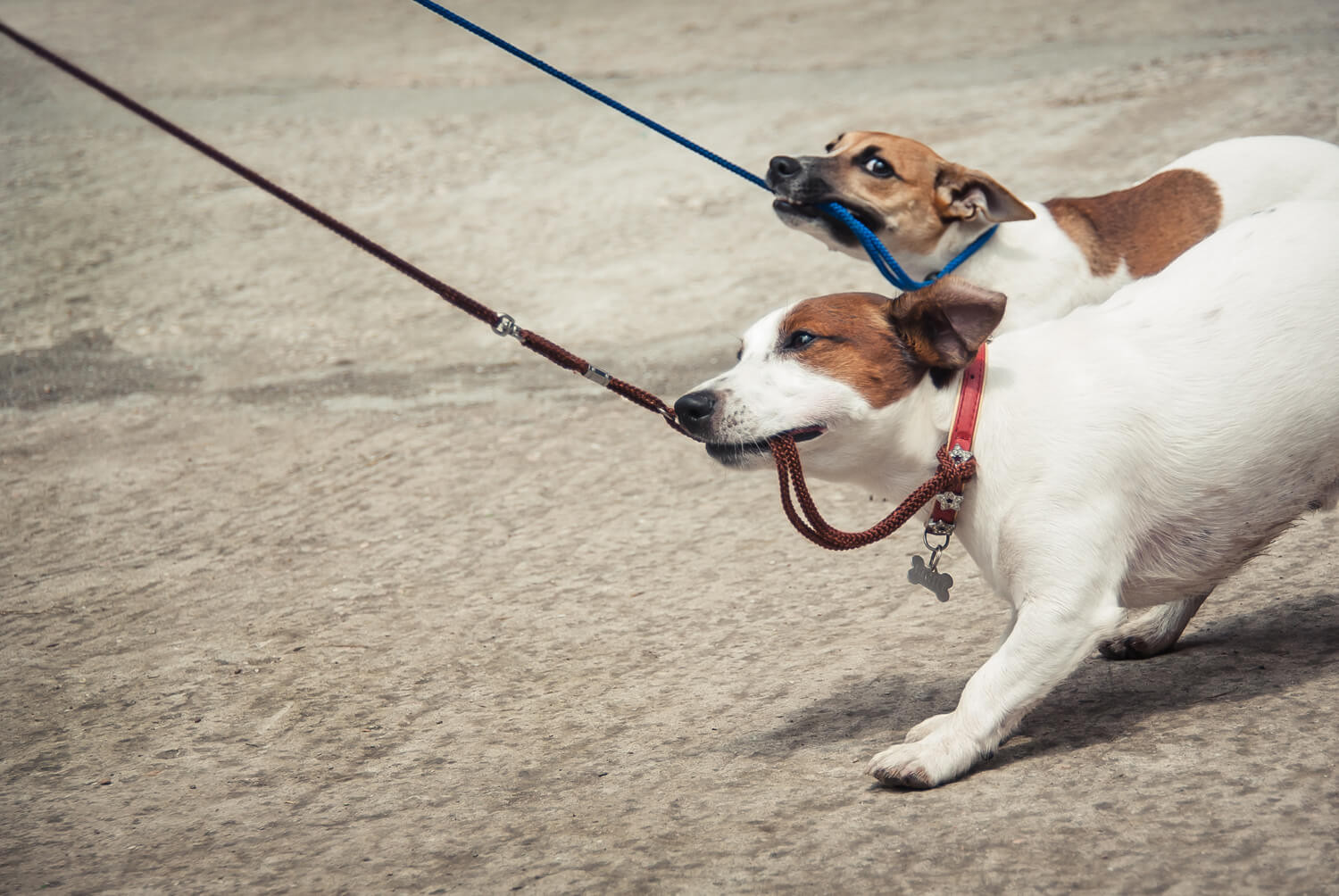 guinzagli per cani