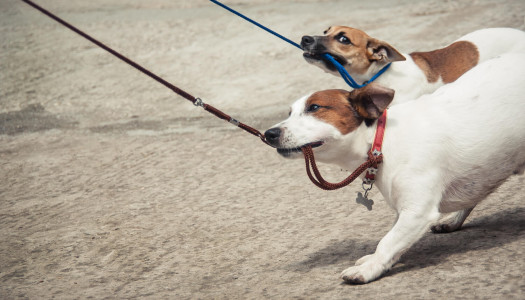 Guinzaglio per cani: fino a che punto limitare la sua libertà?