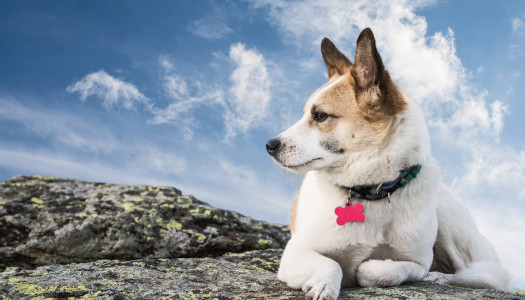 Nomi per cani: consigli e idee per scegliere per il nome del tuo cucciolo