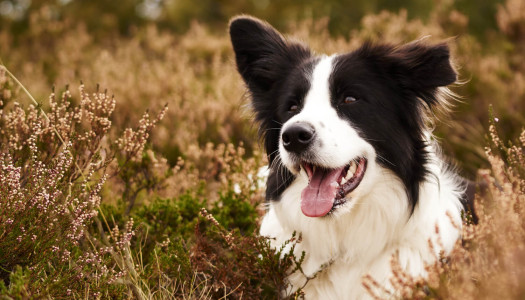 Border Collie: le 5 fasi che un proprietario (pigro) deve affrontare