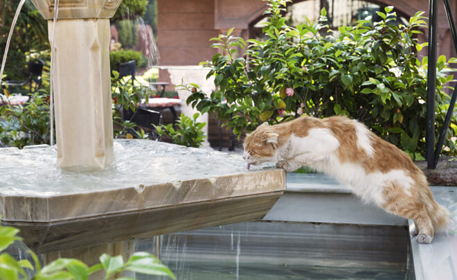 gatto beve dalla fontana
