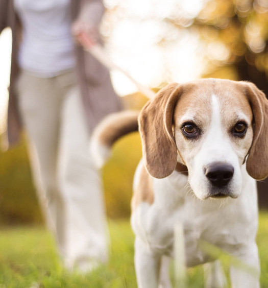 passeggiare con il cane