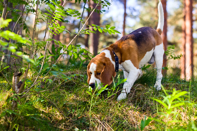 beagle cerca nel bosco