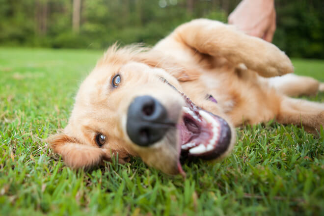 cane marca con l'odore del corpo