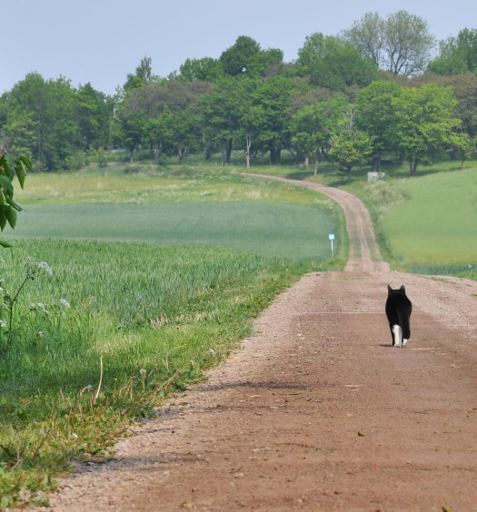 gatto non rientra a casa