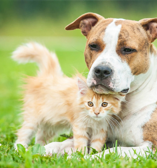 relazione cane gatto