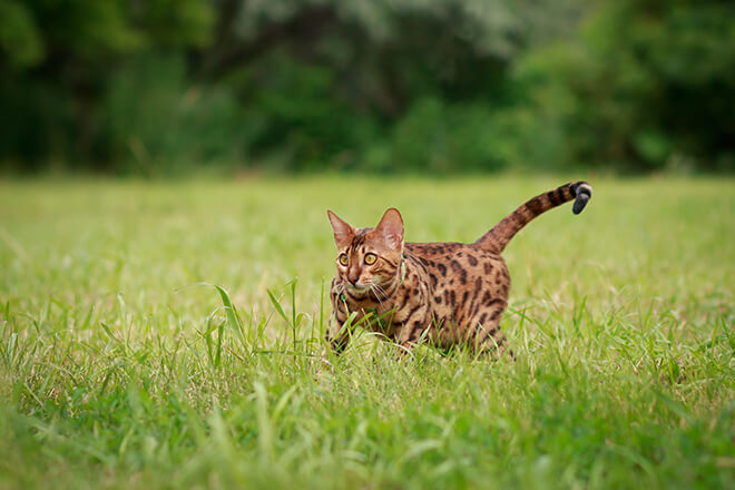 gatto cacciatore solitario