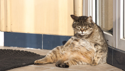 Gatti obesi: perché e come aiutarli