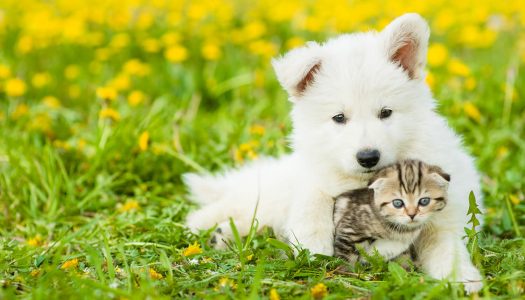 Alitosi del cane e del gatto: cause, rimedi e prevenzione