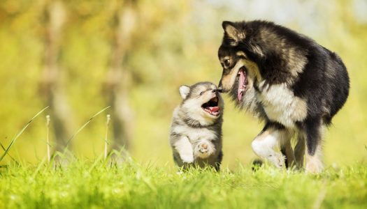 Cuccioli cane: l’importanza di stare con la mamma