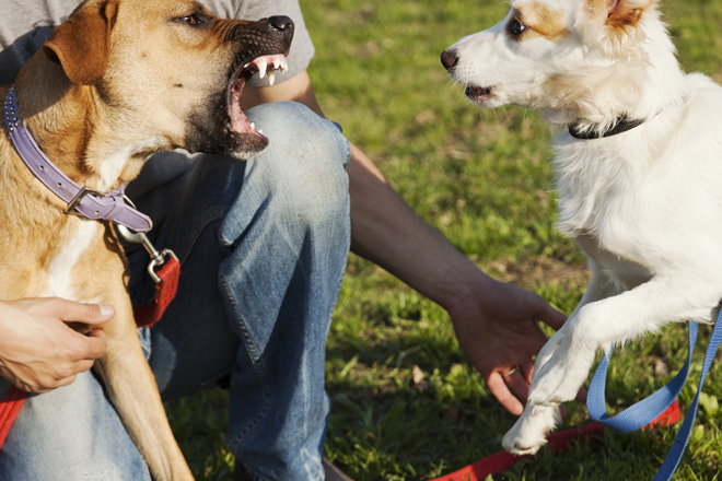 educare-il-cane-socializzare