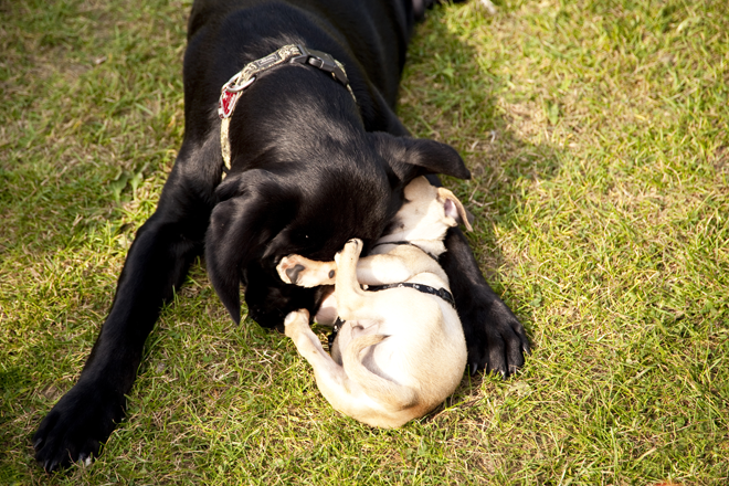 socializzare-con-altri-cani